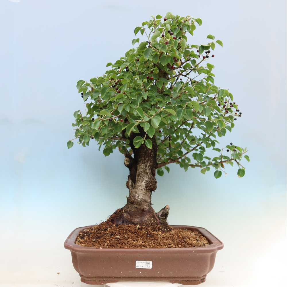 Venkovní bonsai - Mahalebka - Prunus mahaleb