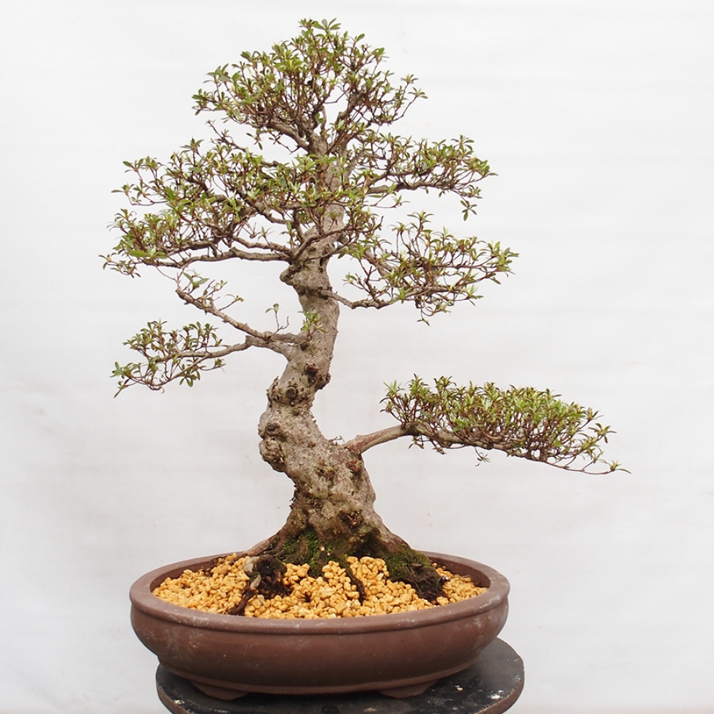Venkovní bonsai - Japonská azalka - Azalea Satsuki