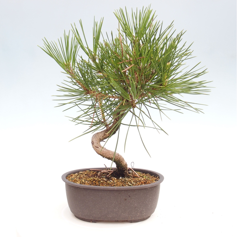 Venkovní bonsai - Pinus thunbergii - Borovice thunbergova