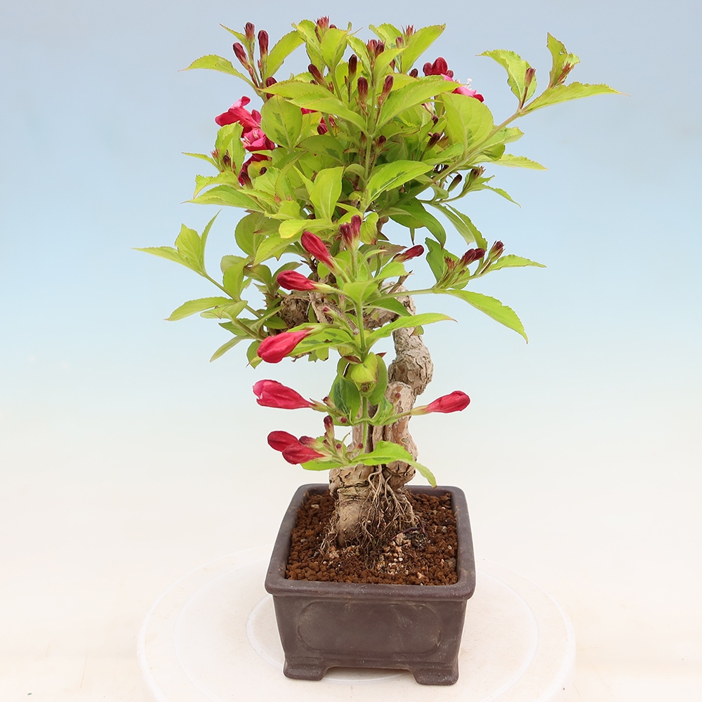Venkovní bonsai - Weigela subsessilis - Vajgélie korejská