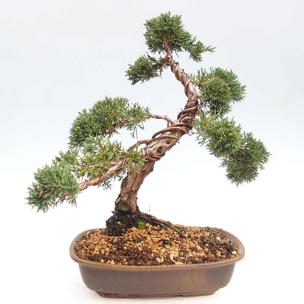 Venkovní bonsai - Juniperus chinensis Kishu -Jalovec čínský