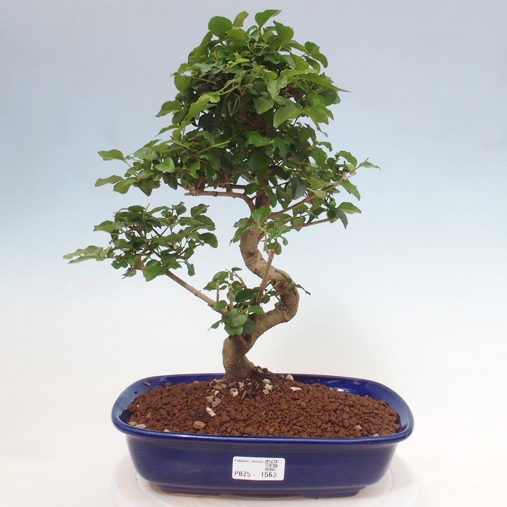 Pokojová bonsai -Ligustrum chinensis - Ptačí zob