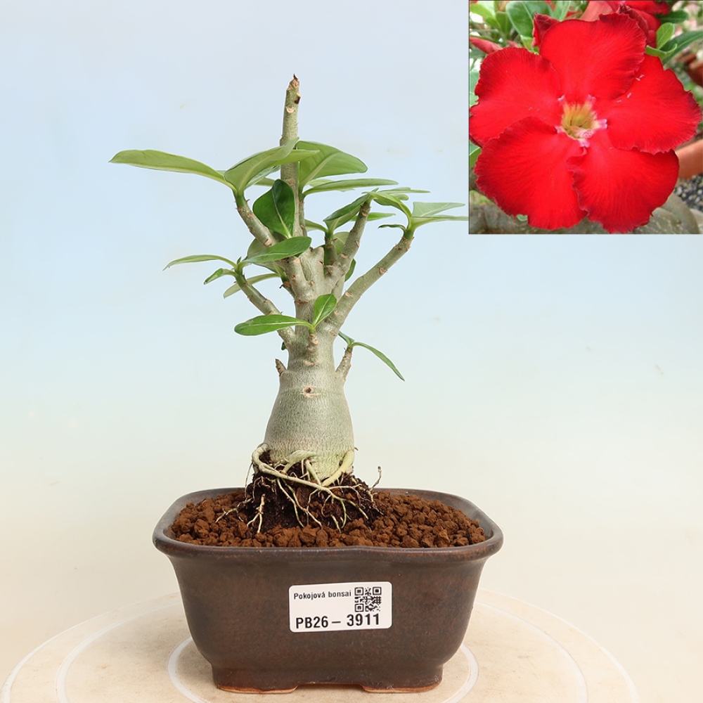 Pokojová bonsai - Adenium obesum Red Star - Pouštní růže