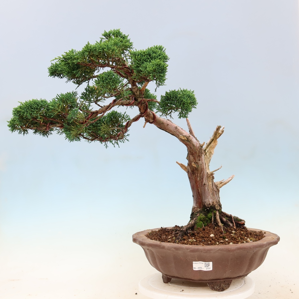 Venkovní bonsai - Juniperus chinensis Kishu -Jalovec čínský