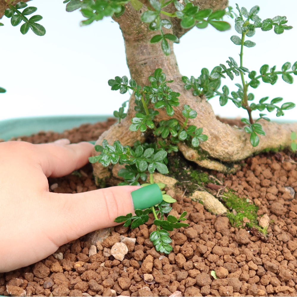 Pokojová bonsai - Zantoxylum piperitum - pepřovník