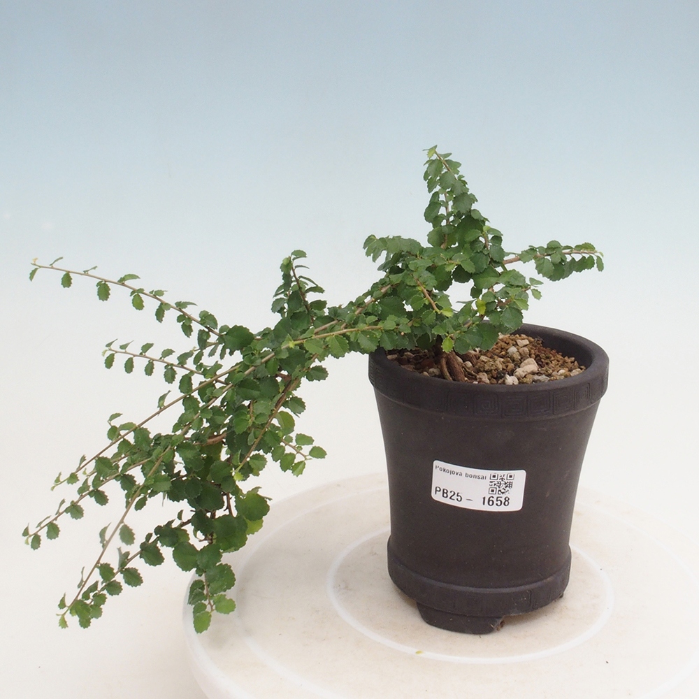 Pokojová bonsai - Grewia sp. - Grewie malolistá