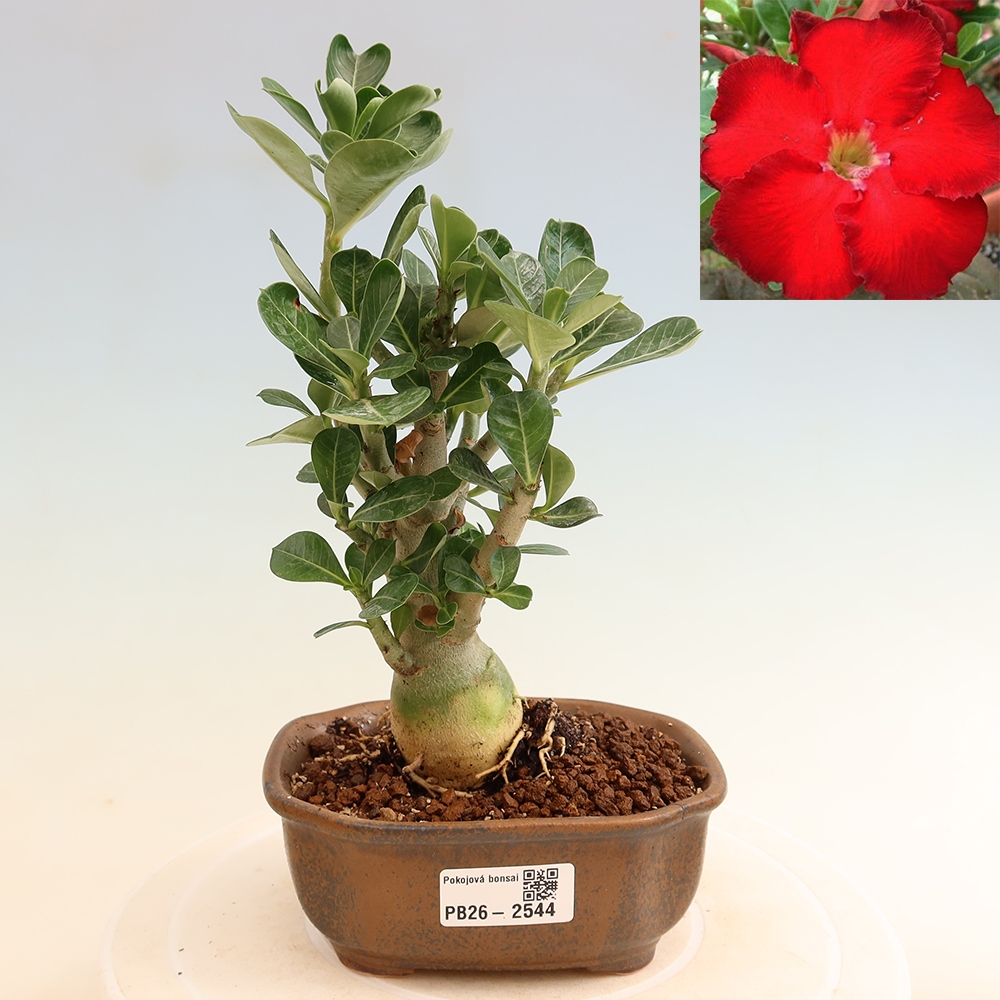 Pokojová bonsai - Adenium obesum Red Star - Pouštní růže