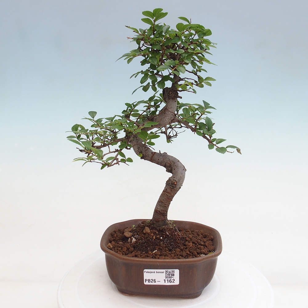 Pokojová bonsai - Ulmus parvifolia - Malolistý jilm