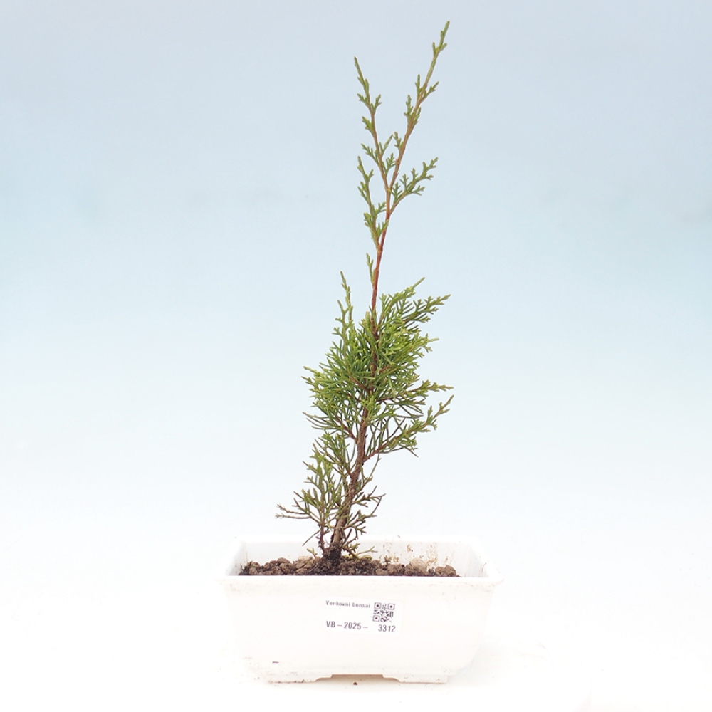 Venkovní bonsai - Juniperus chinensis Itoigawa -Jalovec čínský