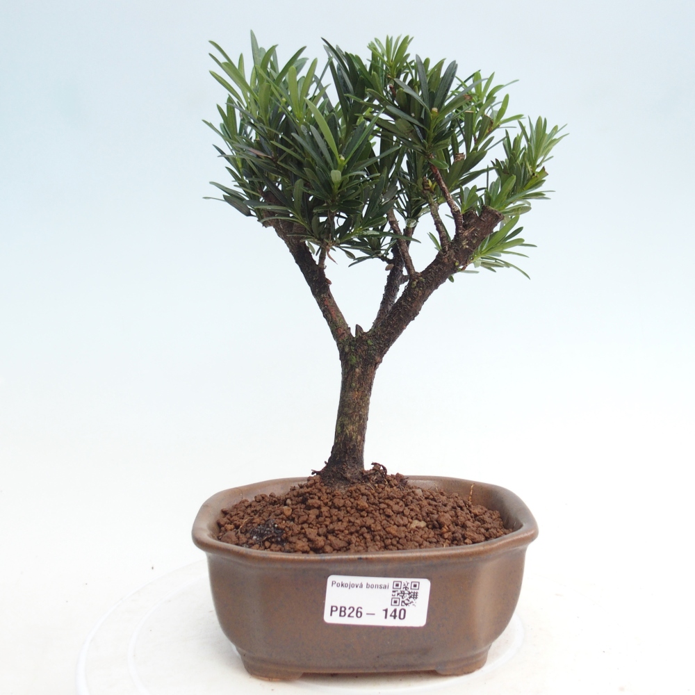 Pokojová bonsai - Podocarpus - Kamenný tis