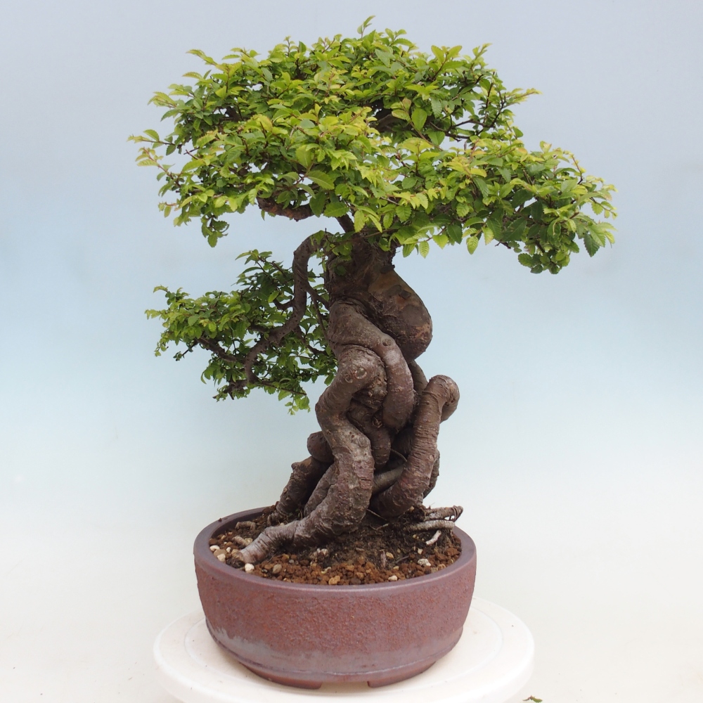 Venkovní bonsai - Ulmus parvifolia Hokkaido - jilm Čínský