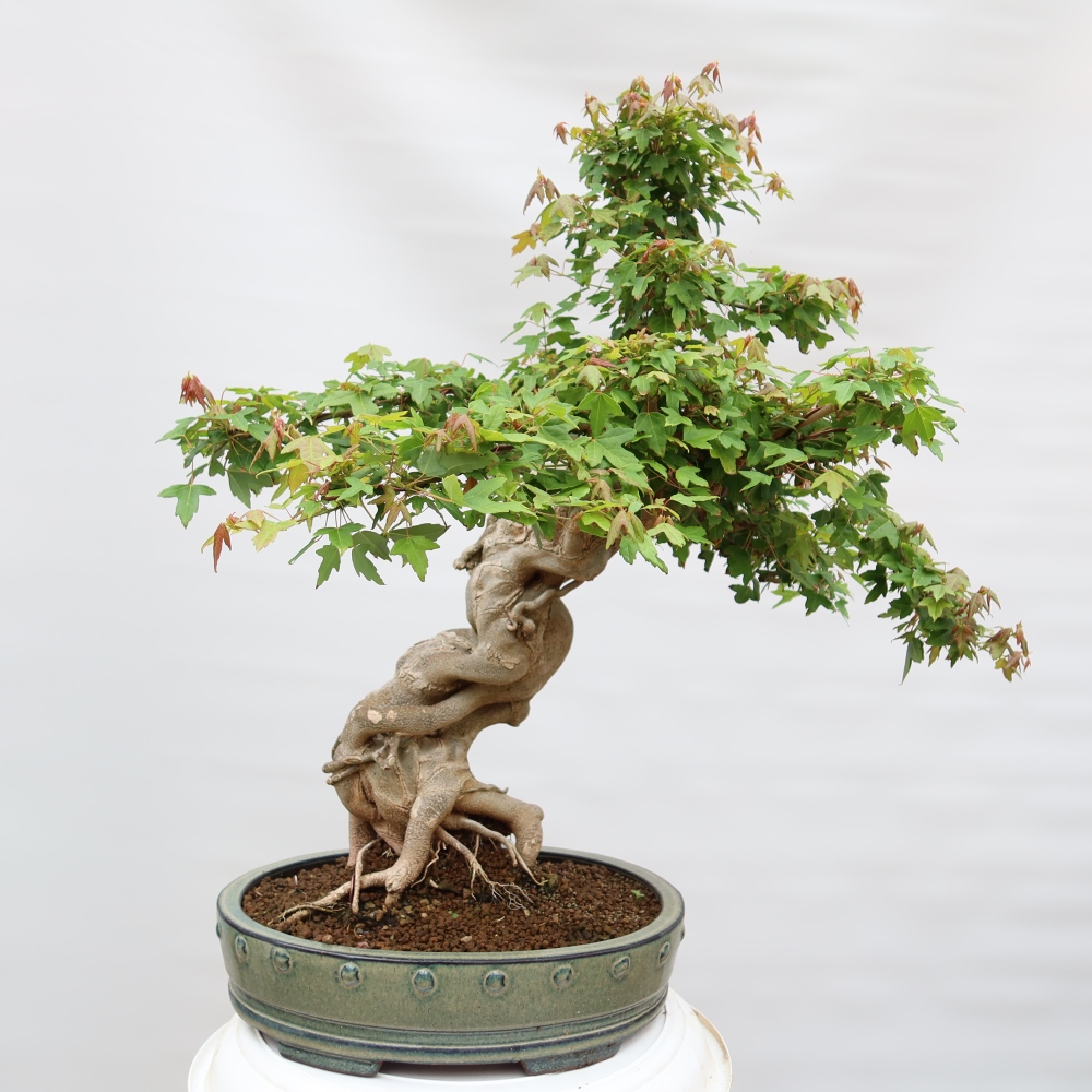 Venkovní bonsai - Javor Burgerův - Acer Burgerianum 
