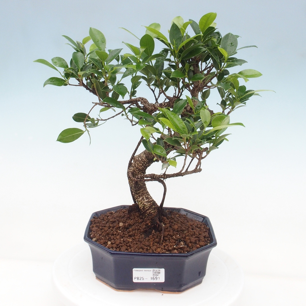 Pokojová bonsai - Ficus retusa -  malolistý fíkus