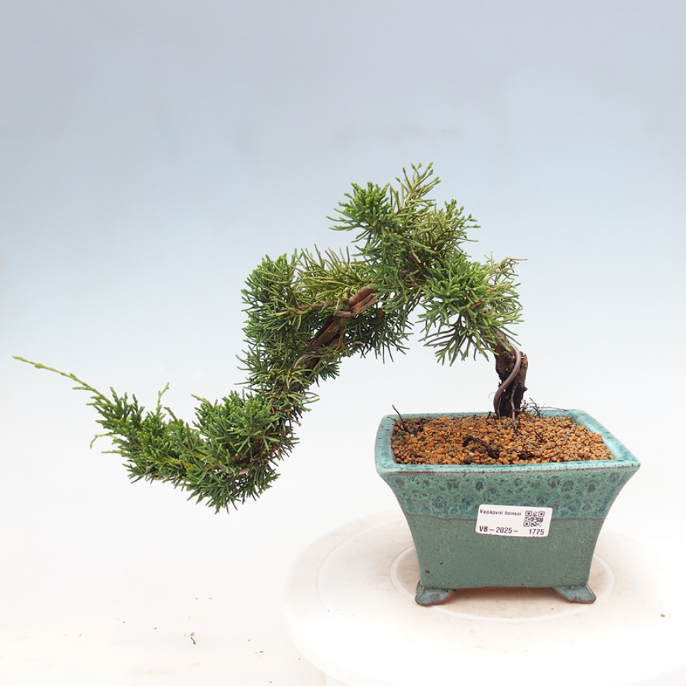 Venkovní bonsai - Juniperus chinensis Kishu -Jalovec čínský