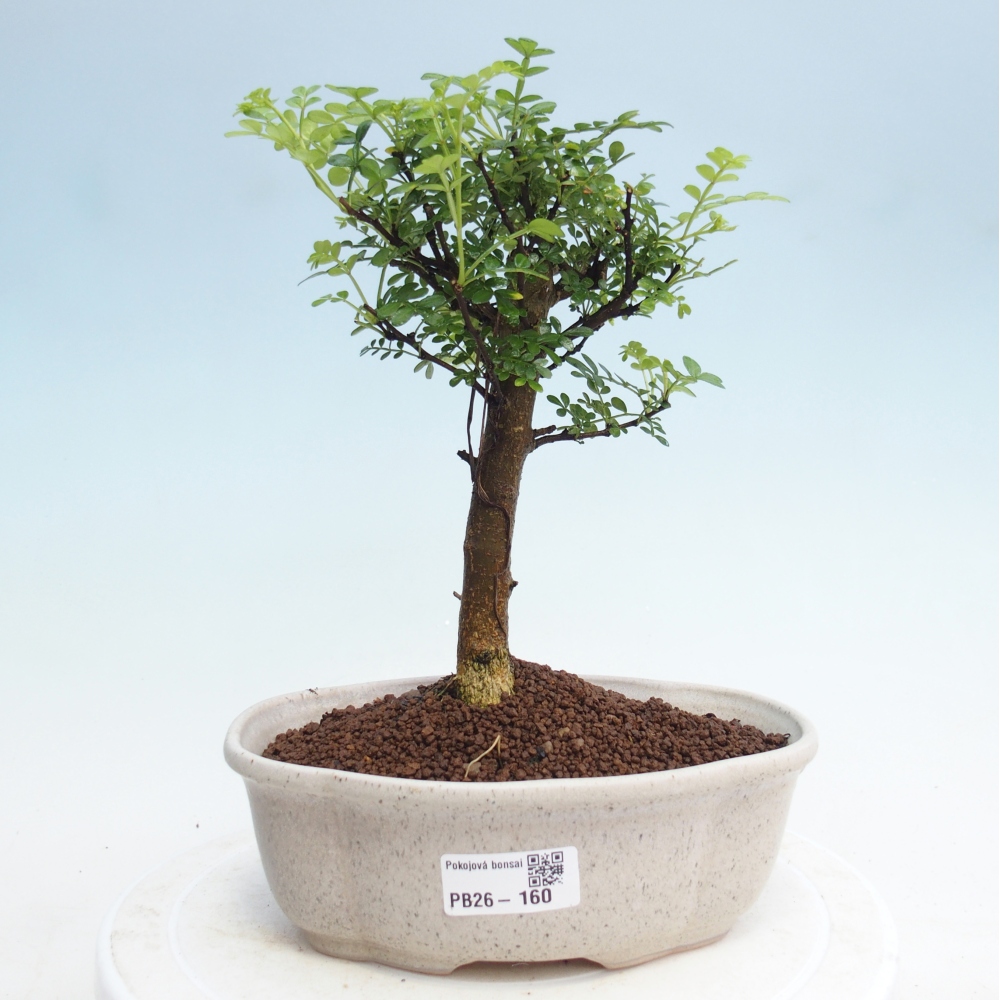 Pokojová bonsai - Zantoxylum piperitum - Pepřovník