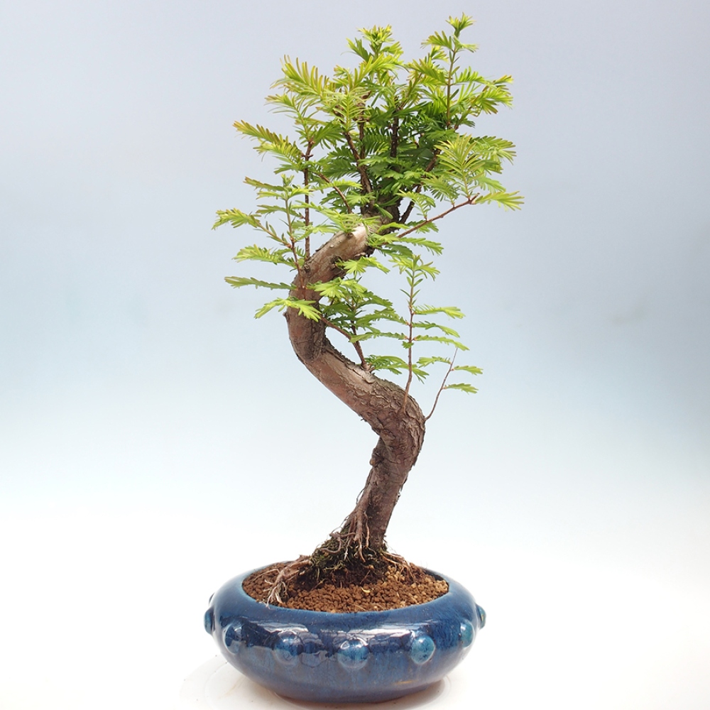 Venkovní bonsai - Metasequoia glyptostroboides - Metasekvoje čínská