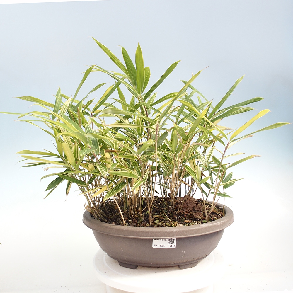 Venkovní bonsai - Sasaella masamuneana Albostriata - Bambus panašovaný