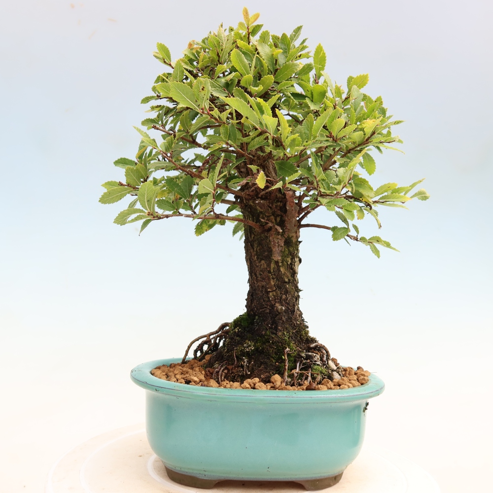 Venkovní bonsai - Zelkova - Zelkova NIRE