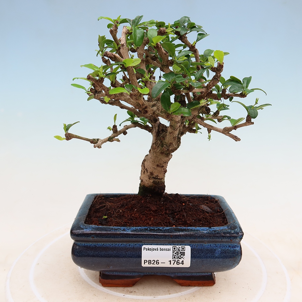 Pokojová bonsai - Carmona macrophylla - Čaj fuki