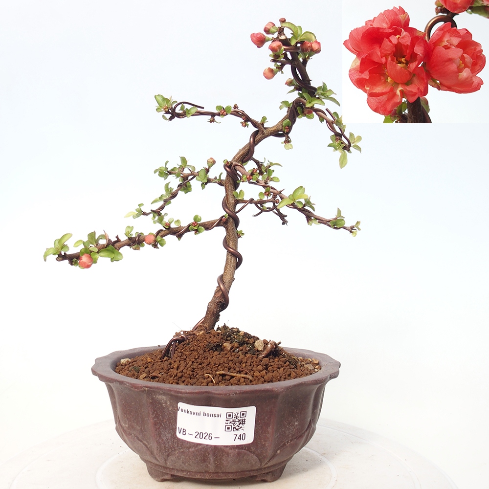Venkovní bonsai - Chaneomeles s. Red Joy - Kdoulovec 