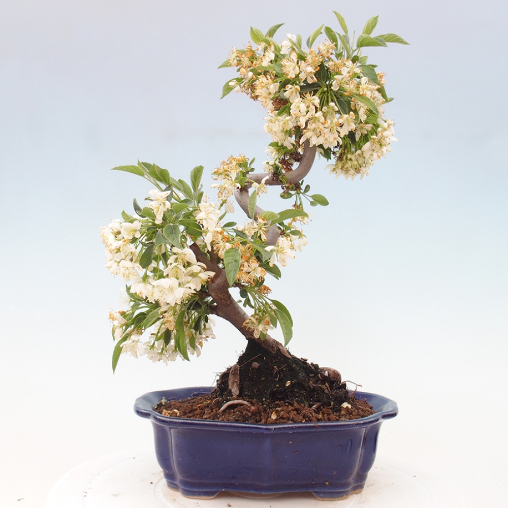 Venkovní bonsai - Malus sargentii -  Maloplodá jabloň