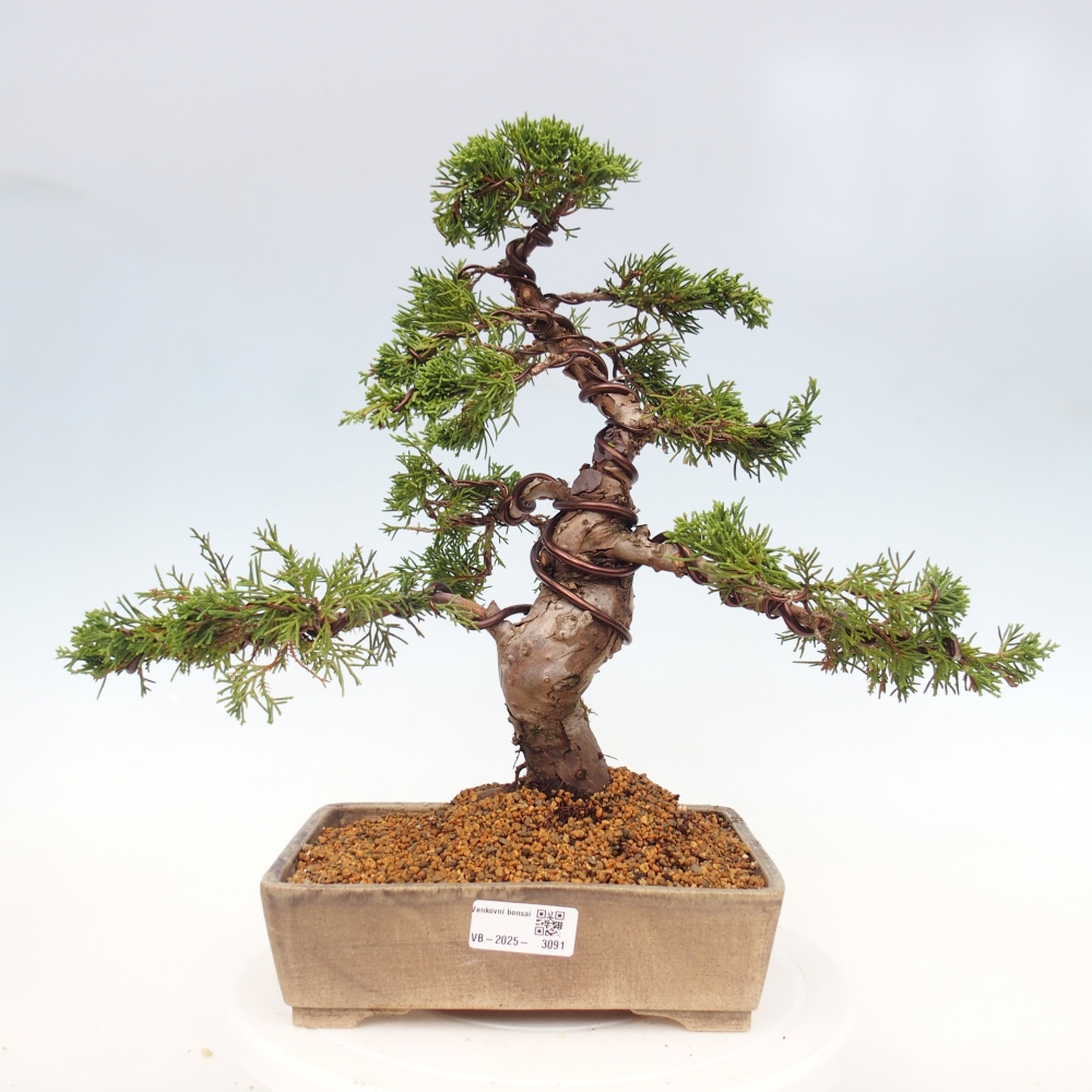 Venkovní bonsai - Juniperus chinensis Itoigawa -Jalovec čínský