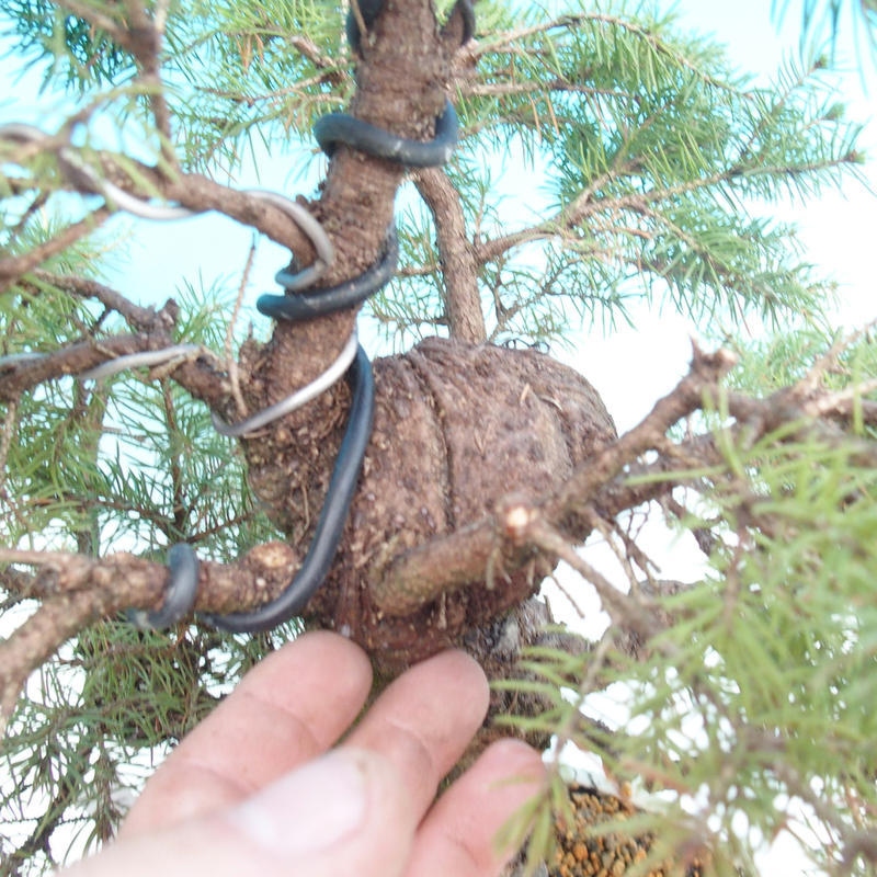 Venkovní bonsai- Smrk kulovitý - Picea glauca globe