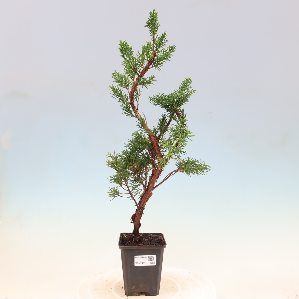 Venkovní bonsai - Juniperus chinensis Kishu -Jalovec čínský