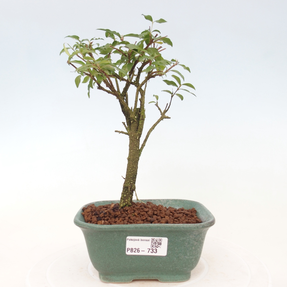 Pokojová bonsai - Malpighia coccigera- Barbdorská třešeň