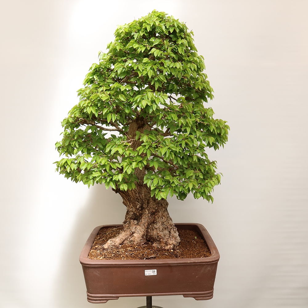 Venkovní bonsai -Carpinus Coreana - Habr korejský