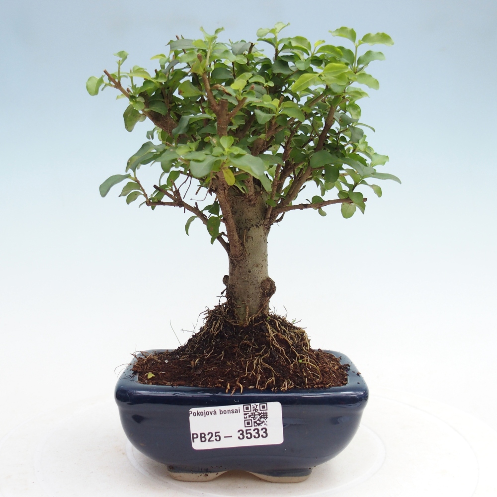 Pokojová bonsai -Ligustrum chinensis - Ptačí zob