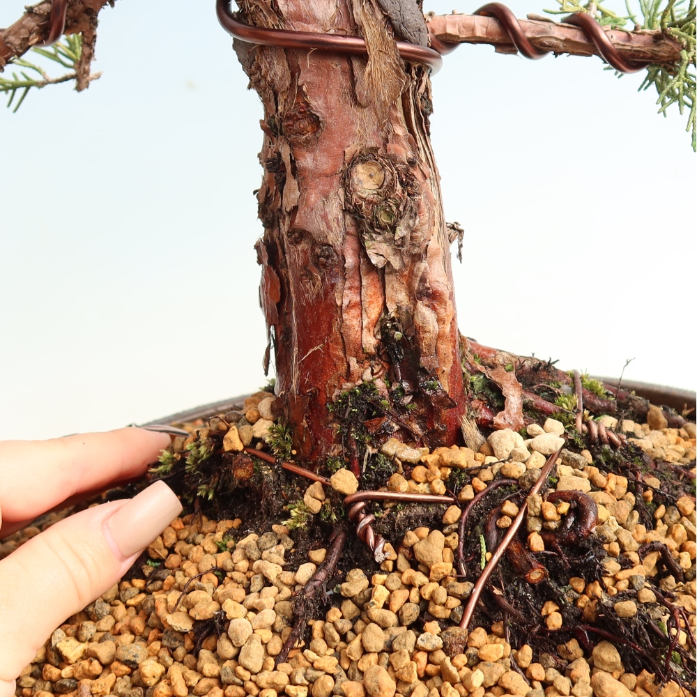 Venkovní bonsai - Juniperus chinensis Kishu -Jalovec čínský