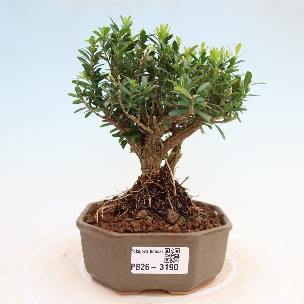 Pokojová bonsai - Buxus harlandii -korkový buxus