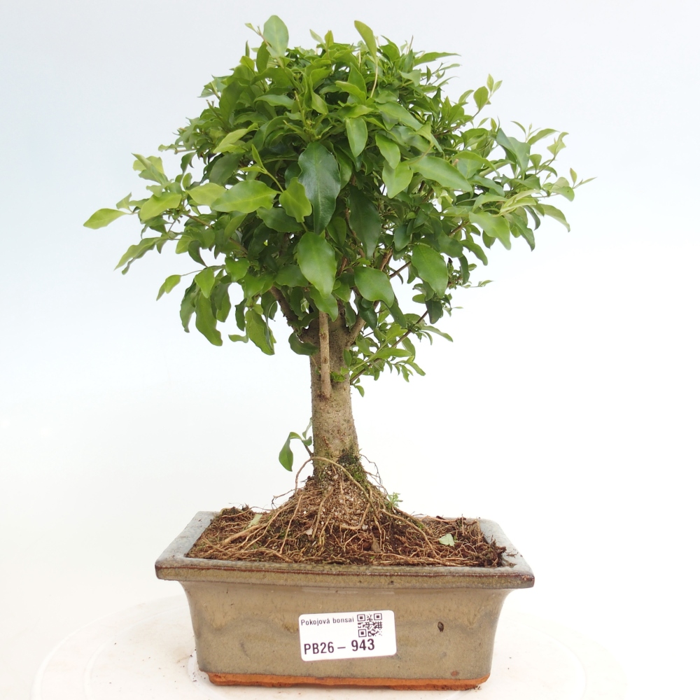 Pokojová bonsai -Ligustrum chinensis - Ptačí zob
