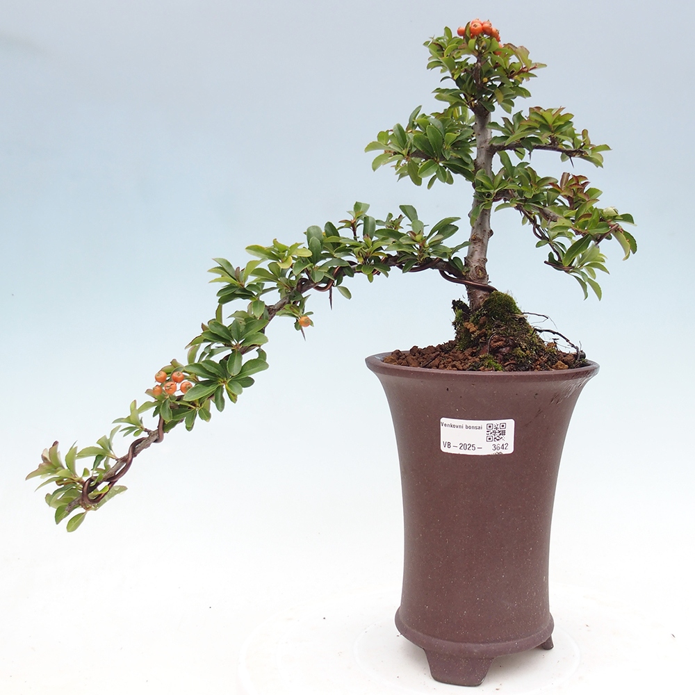 Venkovní bonsai-Pyracanta Teton -Hlohyně