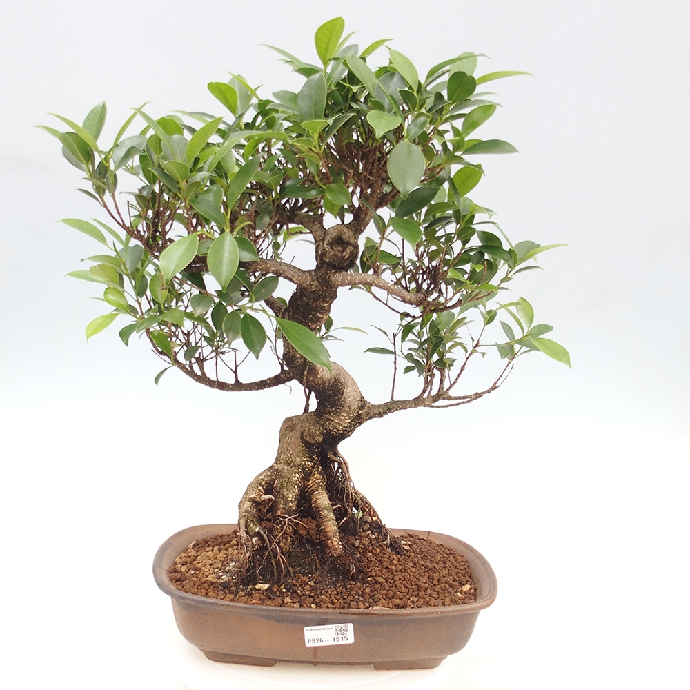 Pokojová bonsai - Ficus kimmen -  malolistý fíkus