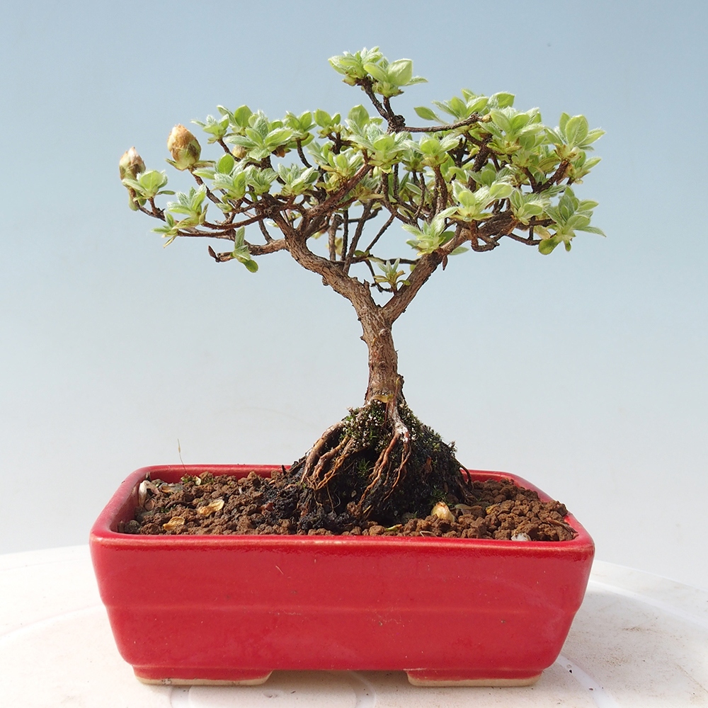 Venkovní bonsai - Rhododendron indicum - Japonská azalka