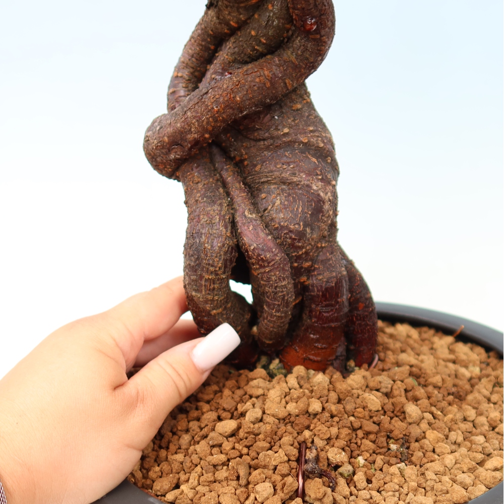 Venkovní bonsai -Japonská meruňka - Prunus Mume