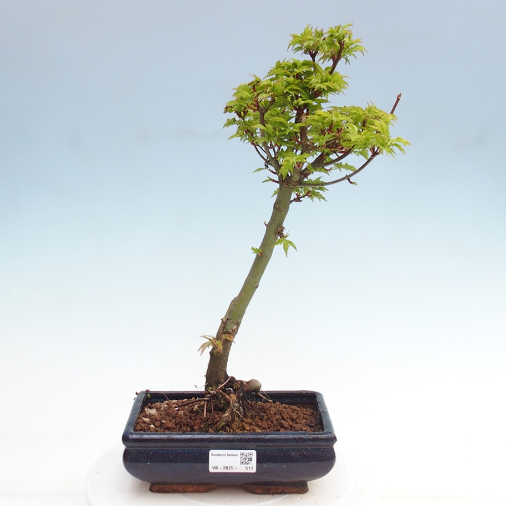 Venkovní bonsai -Javor dlanitolistý Acer palmatum Shishigashira