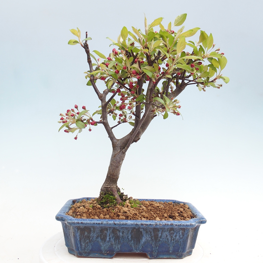 Venkovní bonsai -Malus domestica - Maloplodá jabloň červenolistá