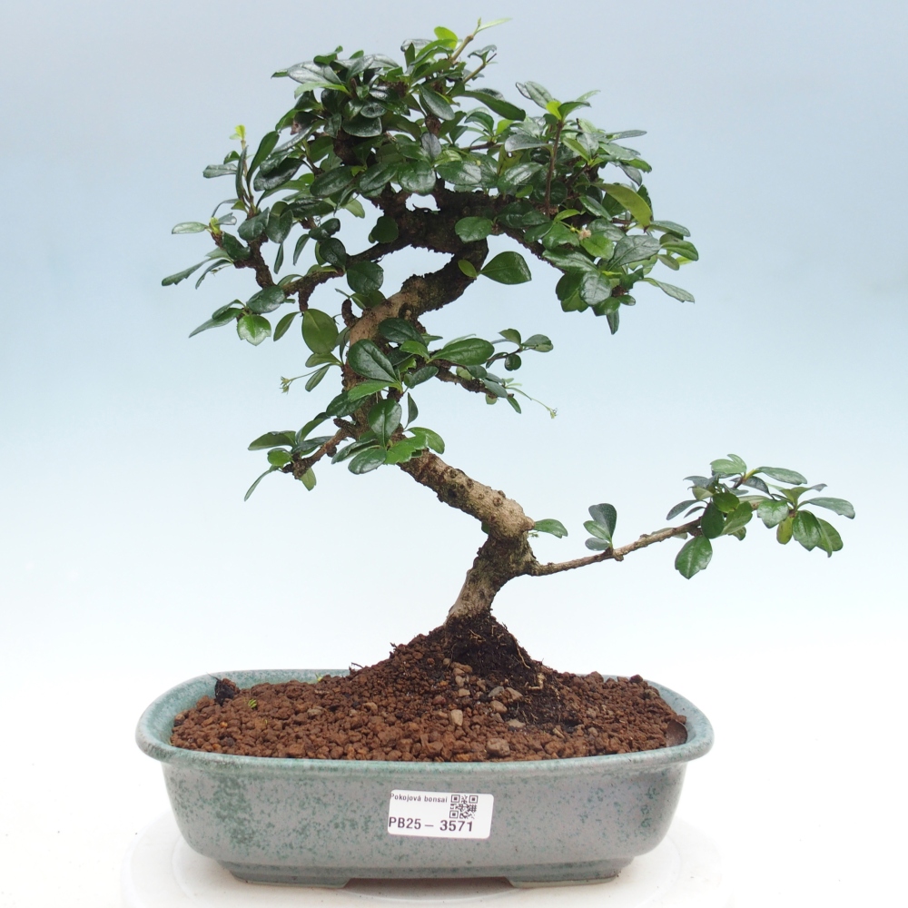 Pokojová bonsai - Carmona macrophylla - Čaj fuki