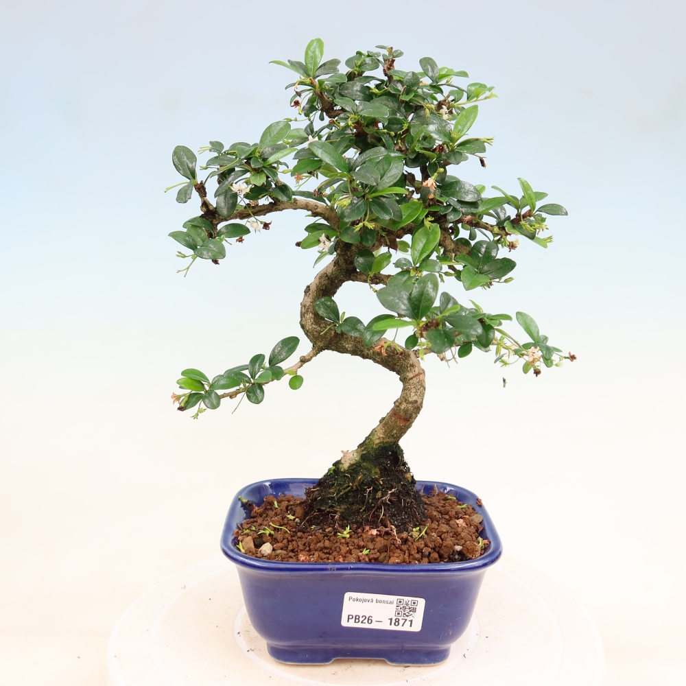 Pokojová bonsai - Carmona macrophylla - Čaj fuki