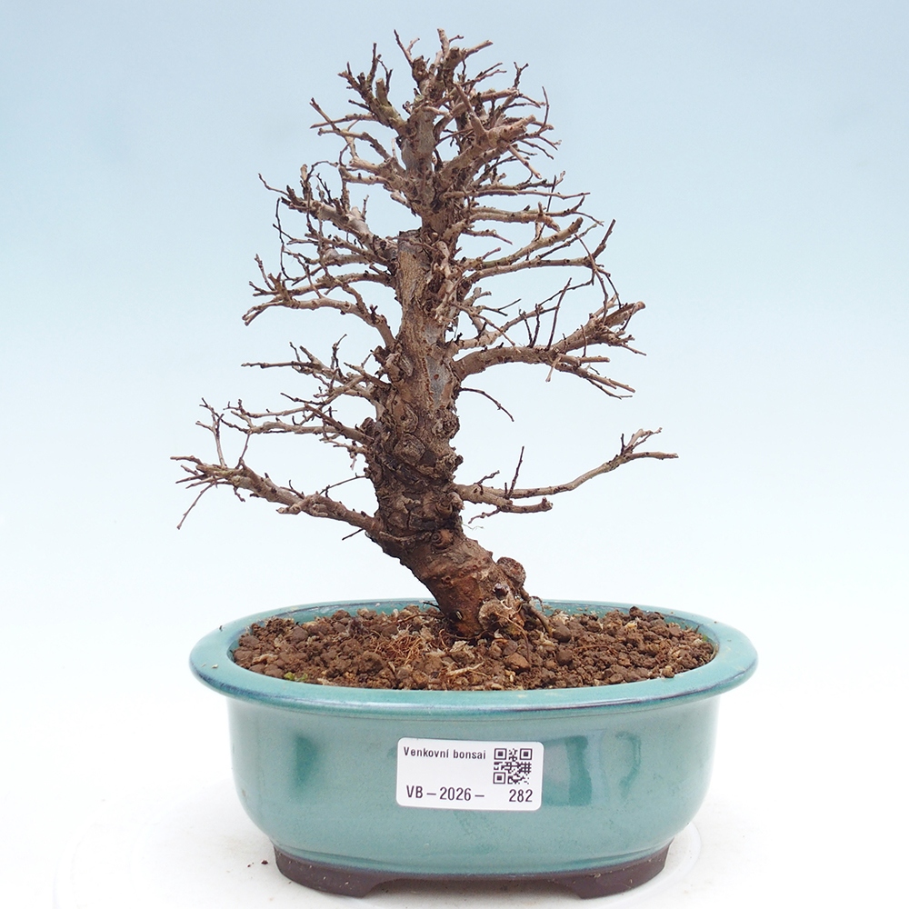 Venkovní bonsai - Zelkova - Zelkova NIRE
