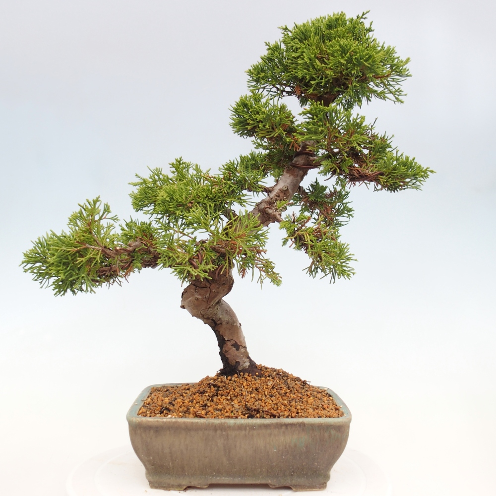 Venkovní bonsai - Juniperus chinensis Itoigawa -Jalovec čínský