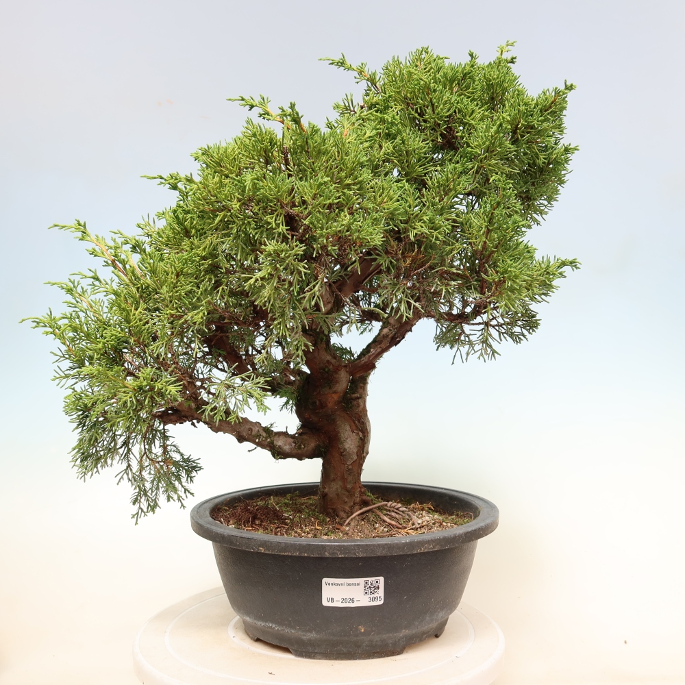 Venkovní bonsai - Juniperus chinensis Itoigawa-Jalovec čínský