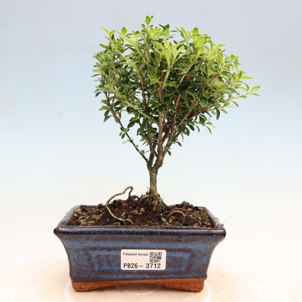 Pokojová bonsai - Serissa foetida Variegata - Strom tisíce hvězd