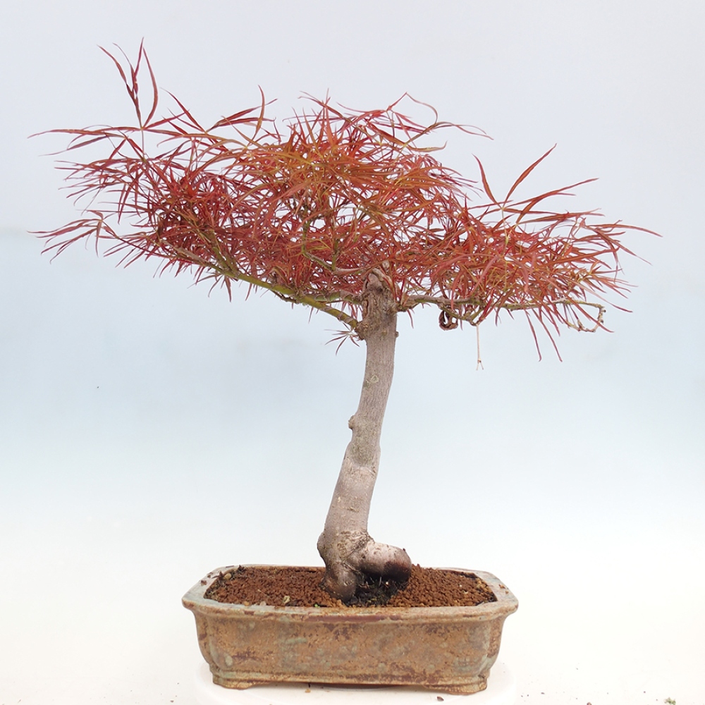 Venkovní bonsai - Javor dlanitolistý - Acer palmatum RED PYGMY