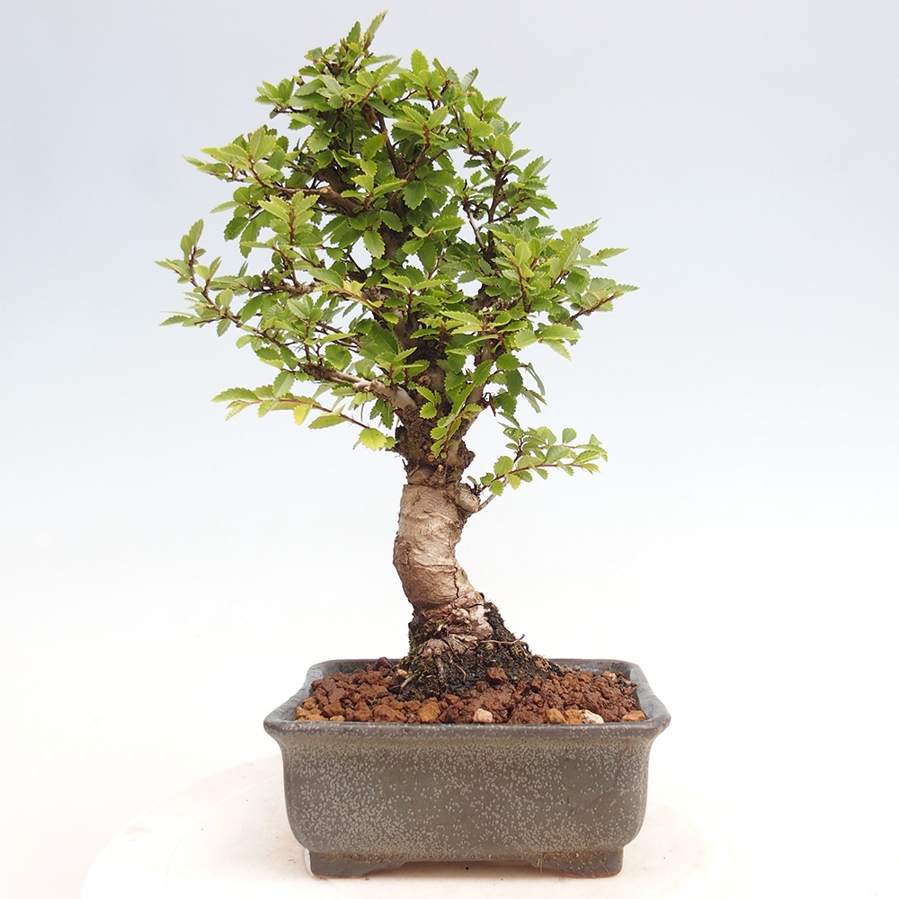 Venkovní bonsai - Zelkova - Zelkova NIRE