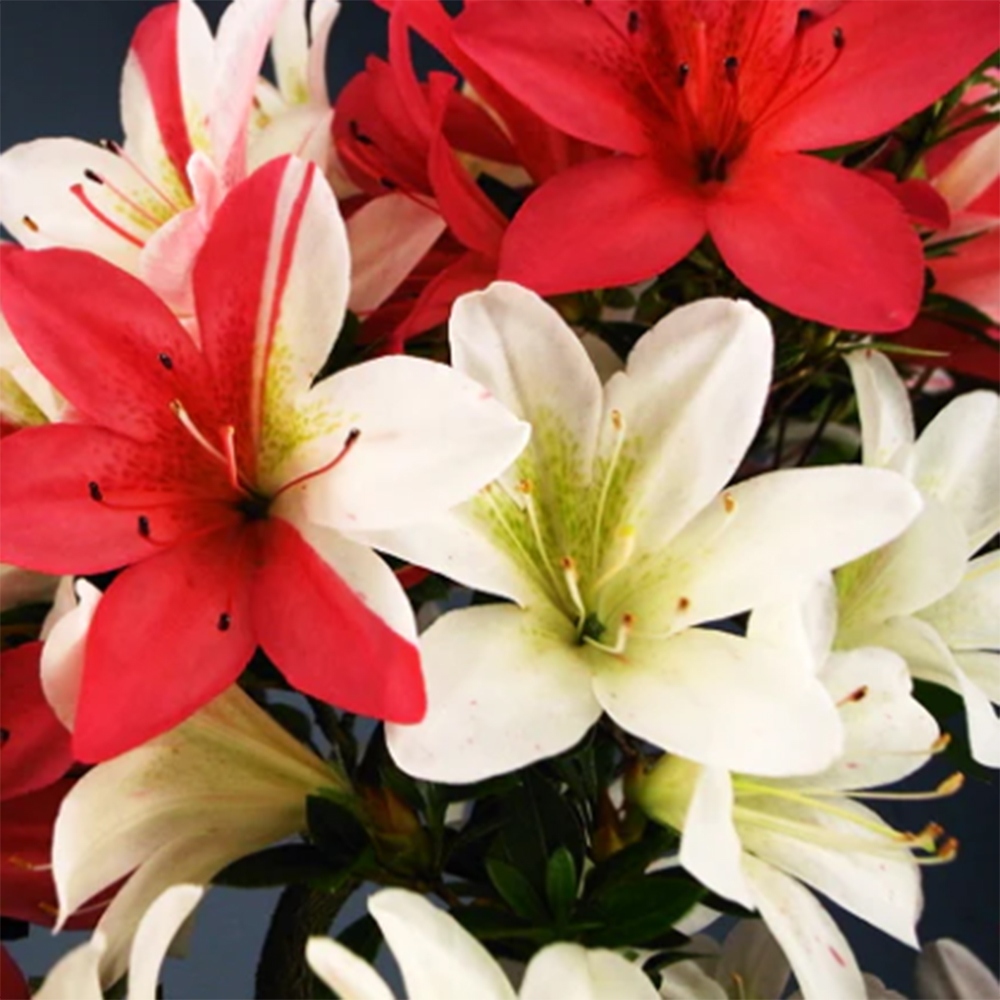 Venkovní bonsai - Japonská azalka - Azalea Hanatsuzuri