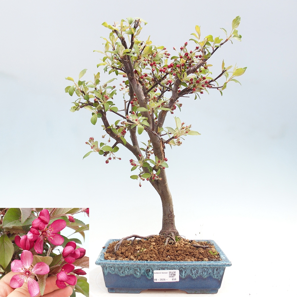 Venkovní bonsai -Malus domestica - Maloplodá jabloň červenolistá